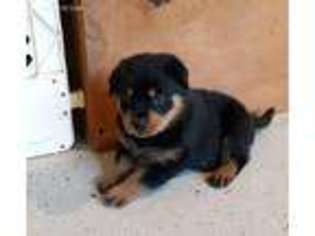 Rottweiler Puppy for sale in Columbia City, IN, USA