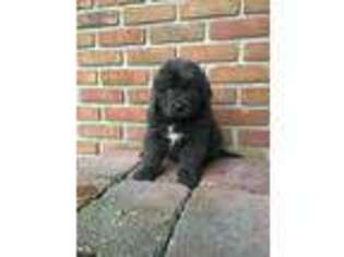 Newfoundland Puppy for sale in Millersburg, OH, USA