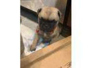 Pug Puppy for sale in Bellingham, WA, USA