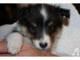 Shetland Sheepdog Puppy for sale in DRUMS, PA, USA