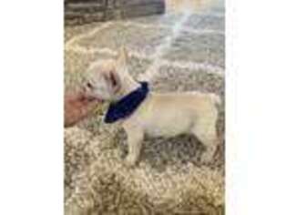 French Bulldog Puppy for sale in Eagle Rock, MO, USA