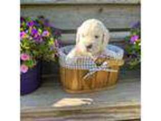 Golden Retriever Puppy for sale in Charleston, ME, USA