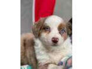 Miniature Australian Shepherd Puppy for sale in Sherman, TX, USA