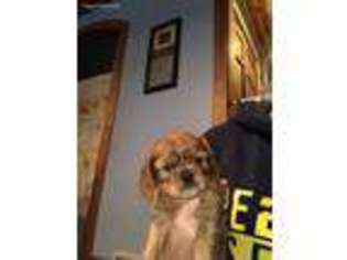 Cavalier King Charles Spaniel Puppy for sale in Zeeland, MI, USA