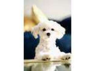 Maltese Puppy for sale in Lawrenceville, GA, USA