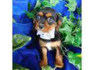 Cavachon Puppy for sale in GREENBRIER, TN, USA