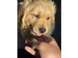 Golden Retriever Puppy for sale in Boulder Creek, CA, USA