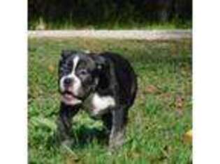 Olde English Bulldogge Puppy for sale in Callahan, FL, USA