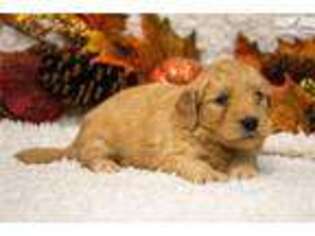 Goldendoodle Puppy for sale in Iowa City, IA, USA