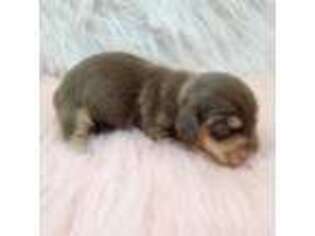 Dachshund Puppy for sale in Hotchkiss, CO, USA