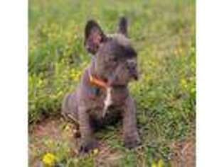 French Bulldog Puppy for sale in Rock Island, TN, USA