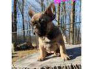 French Bulldog Puppy for sale in Alpine, NJ, USA