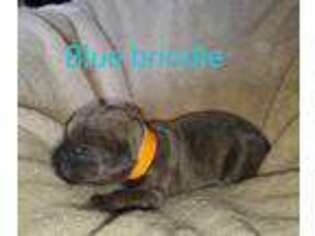 Cane Corso Puppy for sale in Shoshone, ID, USA