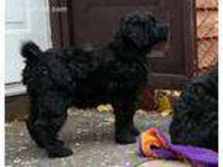 Black Russian Terrier Puppy for sale in Bakersfield, CA, USA