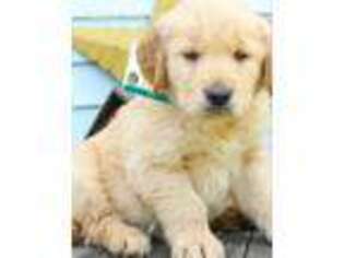 Golden Retriever Puppy for sale in Herndon, PA, USA