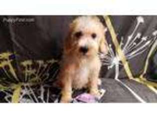 Schnoodle (Standard) Puppy for sale in Canton, OH, USA