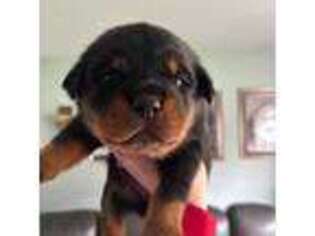 Rottweiler Puppy for sale in Preston, CT, USA