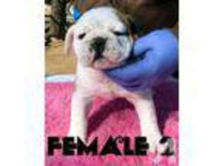 Bulldog Puppy for sale in POINT, TX, USA