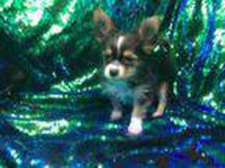 Chorkie Puppy for sale in Goshen, CT, USA
