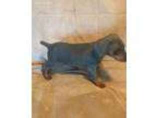 Doberman Pinscher Puppy for sale in Orange, TX, USA