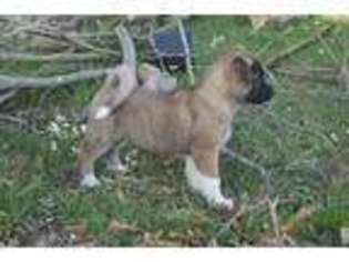 Akita Puppy for sale in Arp, TX, USA
