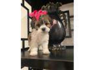 Shih-Poo Puppy for sale in Rancho Cucamonga, CA, USA