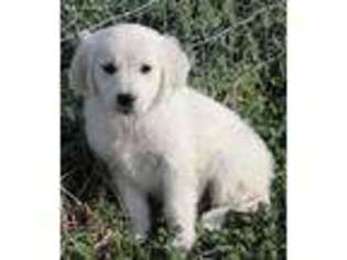 Golden Retriever Puppy for sale in Cassville, MO, USA