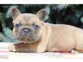 French Bulldog Puppy for sale in Aurora, SD, USA