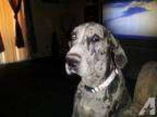 Great Dane Puppy for sale in TONOPAH, AZ, USA