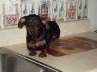 Dachshund Puppy for sale in Okeechobee, FL, USA