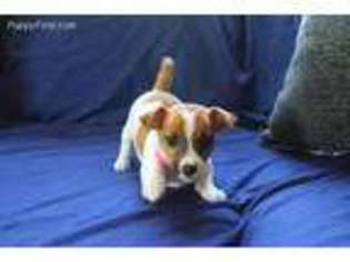 Jack Russell Terrier Puppy for sale in Avon, IN, USA
