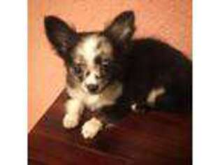 Chihuahua Puppy for sale in Clearwater, FL, USA
