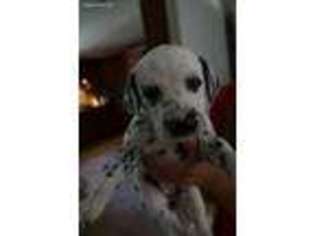 Dalmatian Puppy for sale in Mount Airy, NC, USA