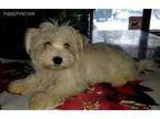 Havanese Puppy for sale in Deer Park, WA, USA