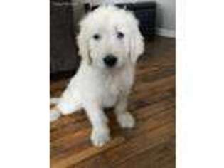 Goldendoodle Puppy for sale in Xenia, OH, USA