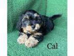 Cavapoo Puppy for sale in Nicholls, GA, USA