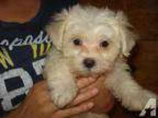 Maltese Puppy for sale in LYNCHBURG, VA, USA