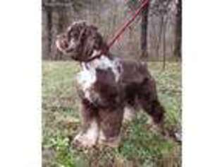 Cocker Spaniel Puppy for sale in Somerset, KY, USA
