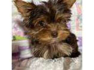 Yorkshire Terrier Puppy for sale in Oroville, WA, USA