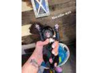 Mutt Puppy for sale in Pocola, OK, USA