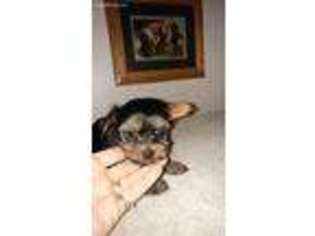 Yorkshire Terrier Puppy for sale in Stanhope, IA, USA