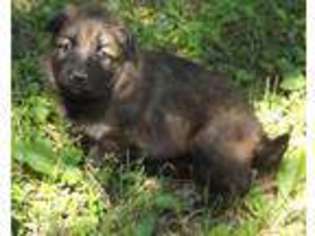 German Shepherd Dog Puppy for sale in BAXTER, MN, USA