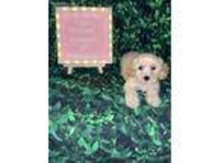 Cavachon Puppy for sale in Addison, IL, USA