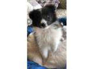Shetland Sheepdog Puppy for sale in Angola, IN, USA