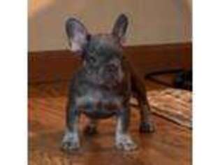 French Bulldog Puppy for sale in Wewoka, OK, USA