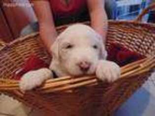 Old English Sheepdog Puppy for sale in Colorado Springs, CO, USA