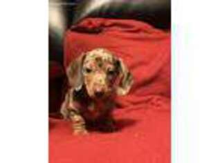 Dachshund Puppy for sale in Okeechobee, FL, USA