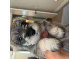 Mutt Puppy for sale in Rocklin, CA, USA