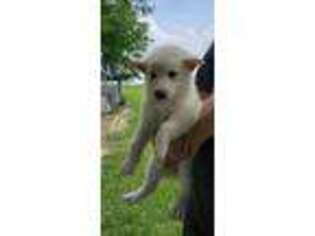 German Shepherd Dog Puppy for sale in Alvin, TX, USA