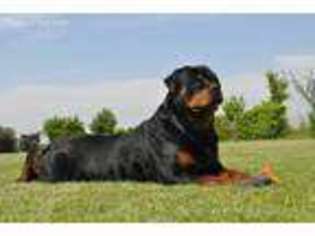 Rottweiler Puppy for sale in Revere, MA, USA